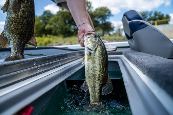 Bass Angler