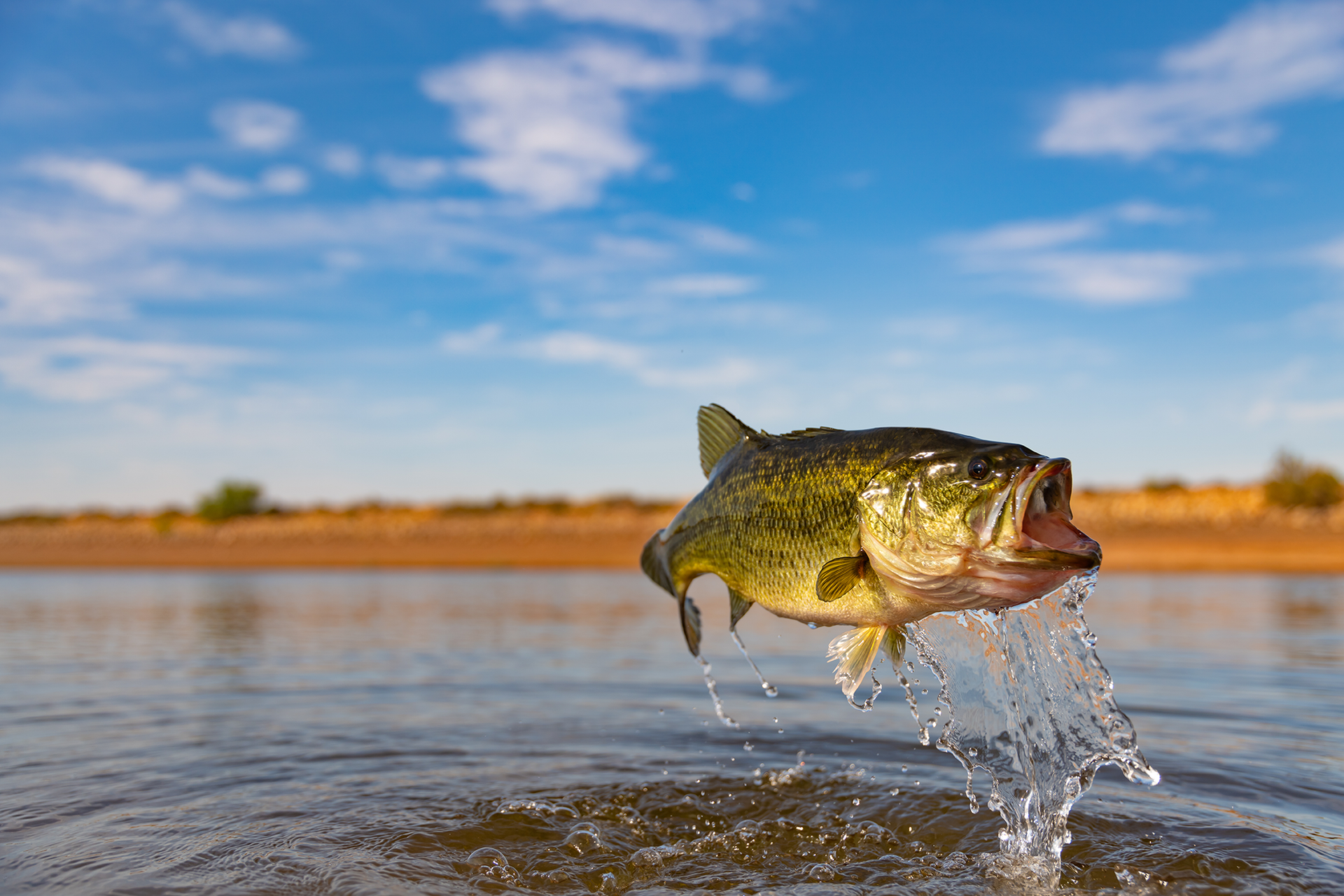 Western Bass